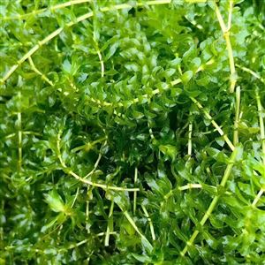 水生植物轮叶黑藻 黑藻 沉水植物