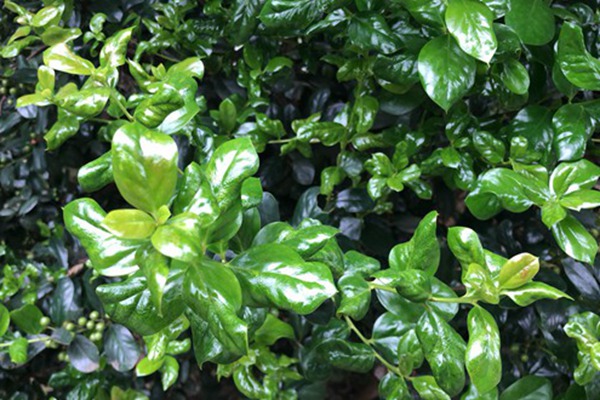 《國家工業資源綜合利用先進適用工藝技術設備目錄(2025年版)》供需對接指南之四:鋼鐵冶金渣綜合利用工藝技術設備