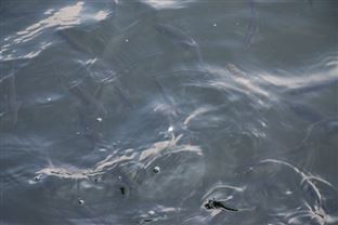 布局华中市场！广业环保中标湖北广水污水项目