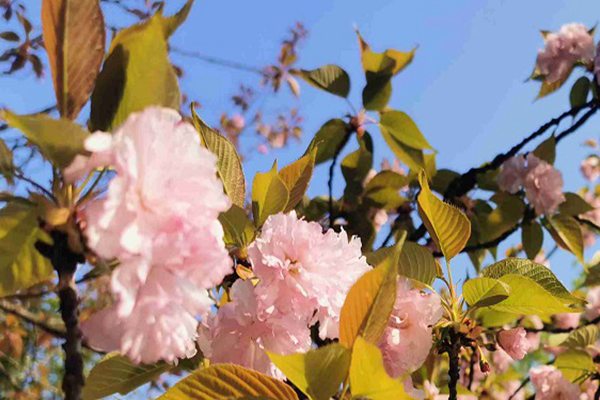 《武汉市大型活动碳中和实施指南（试行）》印发