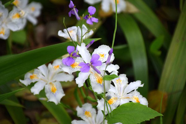 關(guān)于命名2025年生態(tài)文明建設(shè)示范區(qū)的公告