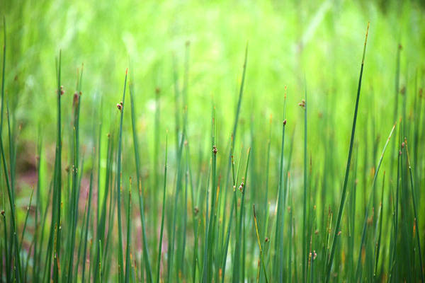 農(nóng)業(yè)農(nóng)村部：加快農(nóng)業(yè)綠色發(fā)展 抓好四個(gè)方面工作