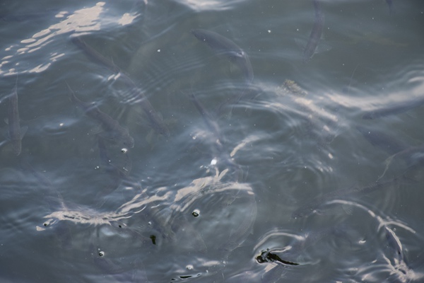 五億級(jí)項(xiàng)目超20個(gè)，總投資突破190億元，管網(wǎng)建設(shè)大爆發(fā)