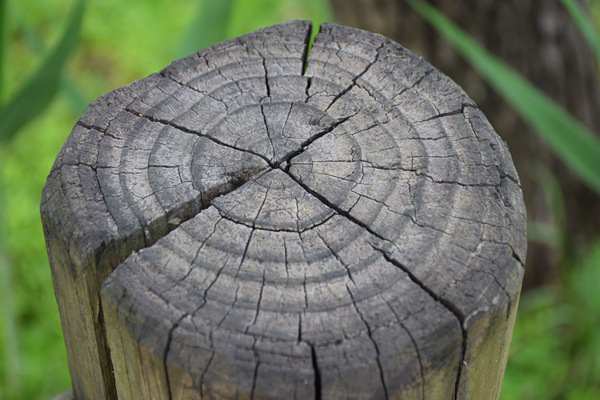 最高激励500万元！四川绿色低碳服务业未来五年这样干