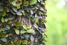 《湖南省土壤污染源頭防控行動(dòng)計(jì)劃落實(shí)舉措》施行！