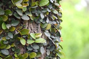 《湖南省土壤污染源头防控行动计划落实举措》施行！