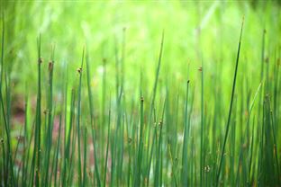 2斤秸秆换1斤有机肥！眉山解锁秸秆 “变废为宝” 新招式