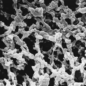 AABG02500Millipore 黑色网格MCE亲水滤膜0.8μm25mm